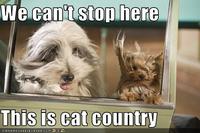 We Can't Stop Here, This is Bat Country