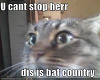 We Can't Stop Here, This is Bat Country