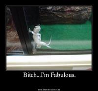 Bitch I'm Fabulous