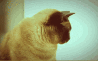 Deal With It