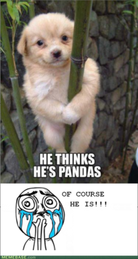Cuteness Overload
