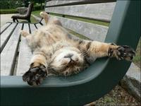 Cats