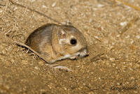 Cute Animals