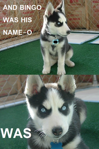 Insanity Puppy