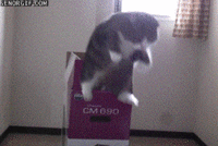 Maru the Cat