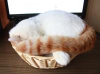 Shironeko / Basket Cat