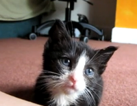 Cats