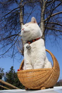 Shironeko / Basket Cat
