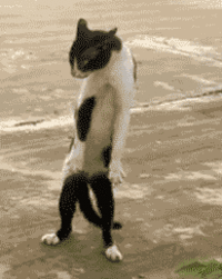 LOLcats