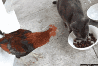 Cats