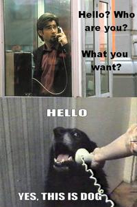 Yes, This is Dog