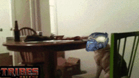 Tribes: Ascend