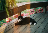 Cats