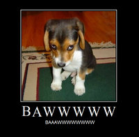 Baww