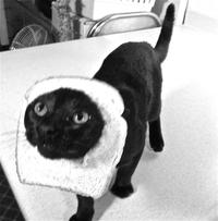 Breading Cats