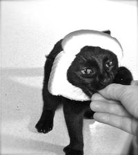 Breading Cats