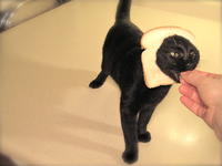 Breading Cats