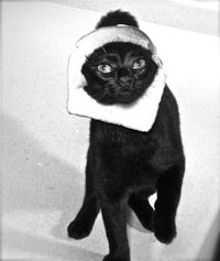 Breading Cats