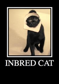 Breading Cats