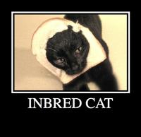 Breading Cats