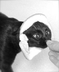 Breading Cats