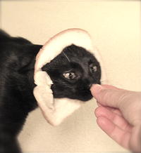Breading Cats