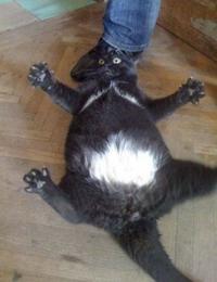 Cats