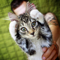 Cats