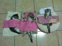 Cats
