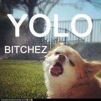 YOLO