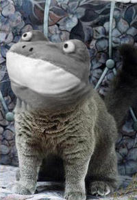 Get Out Frog / Frogout / Me Obrigue