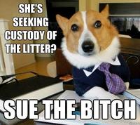 Lawyer Dog