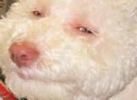 Birthday Dog