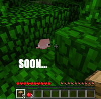 SOON