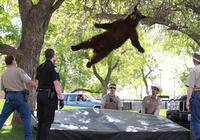 Falling Bear