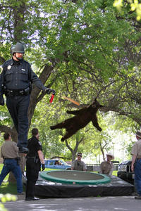 Falling Bear