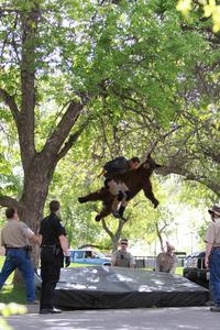 Falling Bear