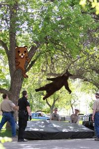 Falling Bear