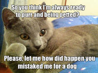 Willy Wonkat