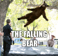 Falling Bear