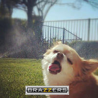 Brazzers