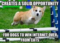 Dogs