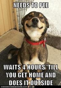 Dogs