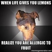 Dogs