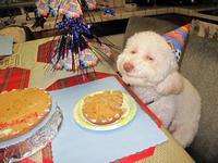 Dogs