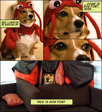 Dogs