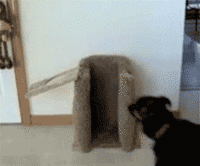 Dogs