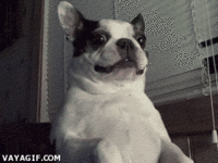 Dogs
