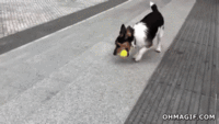 Dogs