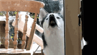 Dogs